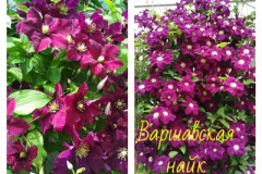 клематис-варшавская-найк