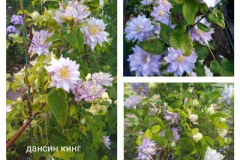 клематис-дансин-кинг