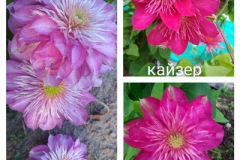 клематис-кайзер