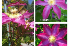 клематис-какио