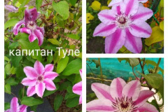 клематис-капитан-туле