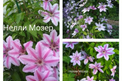 клематис-нелли-мозер