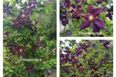 клематис-романтика