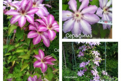 клематис-серафина