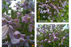 клематис-ханна