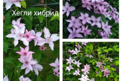 клематис-хегли-хибрид