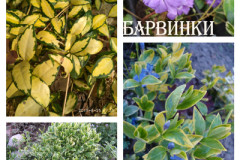 барвинки