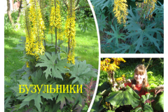 бузульники