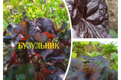 бузульник-брит