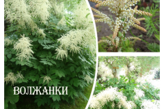 волжанки