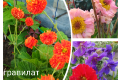 гравилат