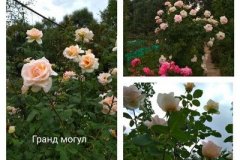 роза-гранд-могул