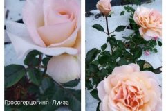 роза-гроссгерцогиня-луиза