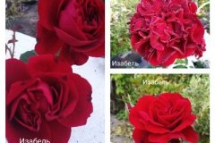 роза-изабель