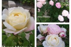 роза-имка-марина