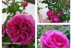 роза-кармен-вьюрц