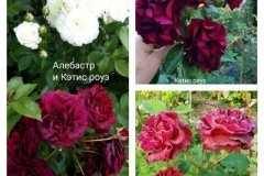 роза-кэтис