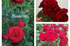 роза-лаваглут