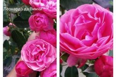 роза-леонардо-да-винчи