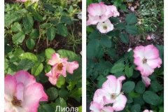 роза-лиола
