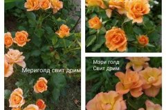 роза-мериголд-свит-дрим