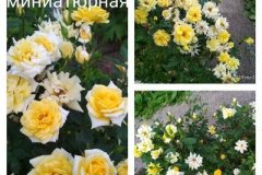 роза-миниатюрная