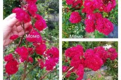 роза-момо