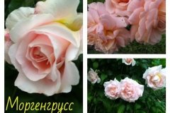 роза-моргенгрусс