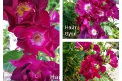 роза-найт-оуэл