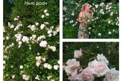 роза-нью-доон