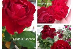роза-омадж-барбара