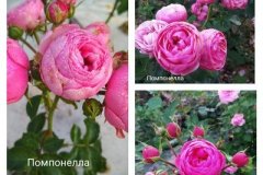 роза-помпонелла