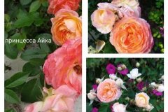 роза-принцесса-айка