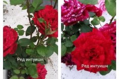 роза-ред-интуишн