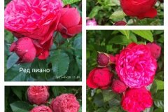 роза-ред-пиано