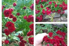 роза-ред-фери
