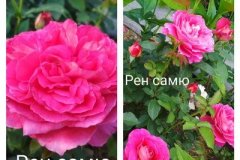 роза-рен-самю