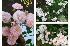 роза-рози