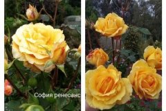 роза-софимя
