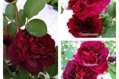 роза-традескант