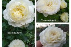 роза-транквилити