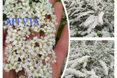 спирея-аргута