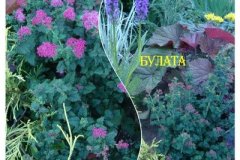 спирея-булата