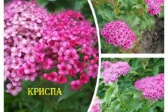 спирея-криспа