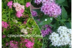 спирея-широбана