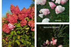 гортензия-ванила-фрайз