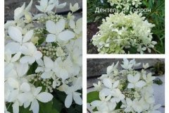гортензия-дентель-де-горрон