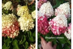 гортензия-индиан-саммэ