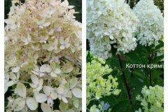 гортензия-коттон-крим