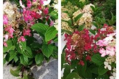 гортензия-литл-квик-файэ